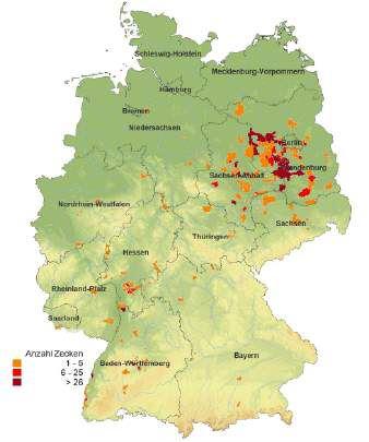 Verbreiting der Auwaldzecke (Dermacentor reticulatus) in Deutschland